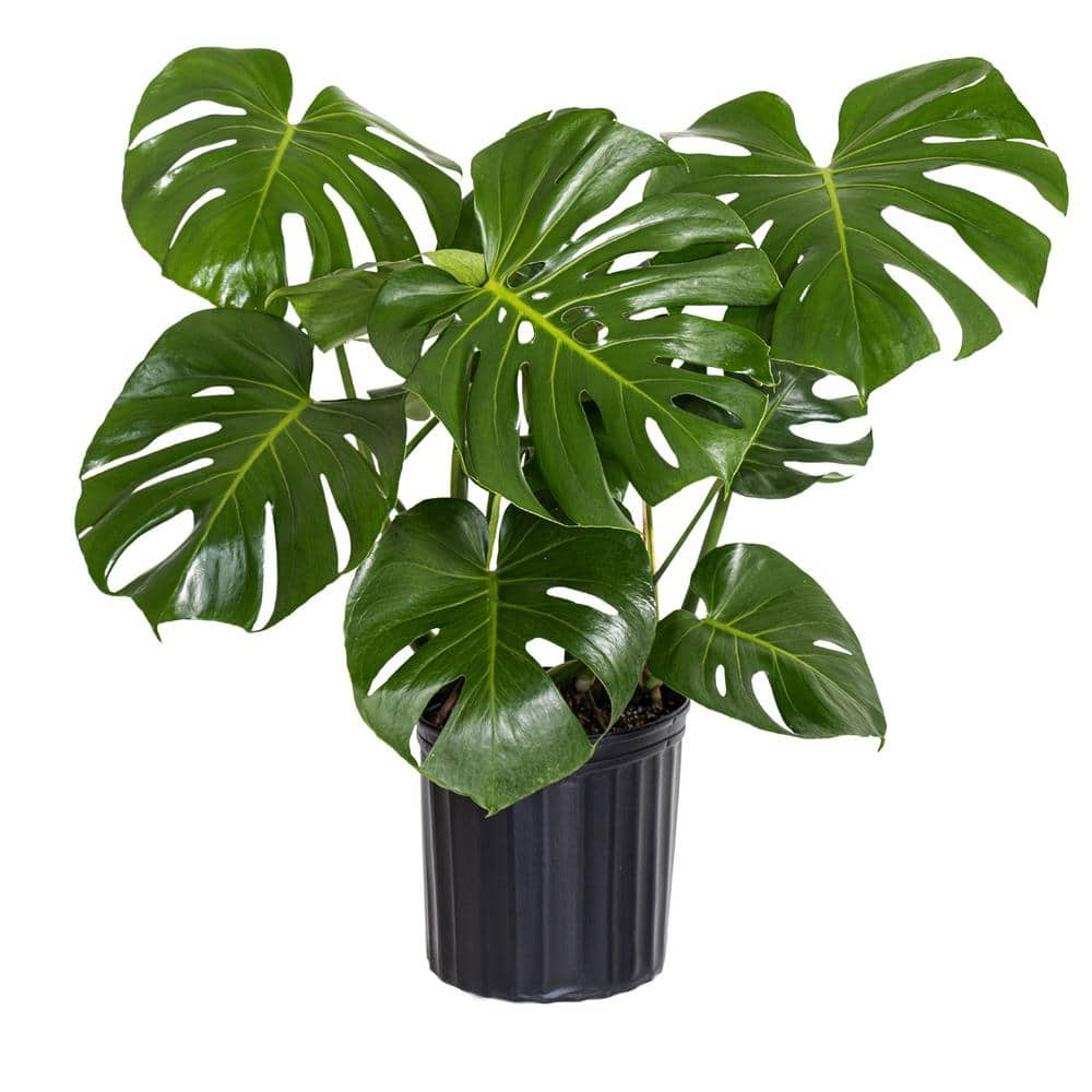 United Nursery Monstera Deliciosa Split-Leaf Philodendron Live Swiss Cheese  Plant in 9.25 inch Grower Pot 21887 - The Home Depot