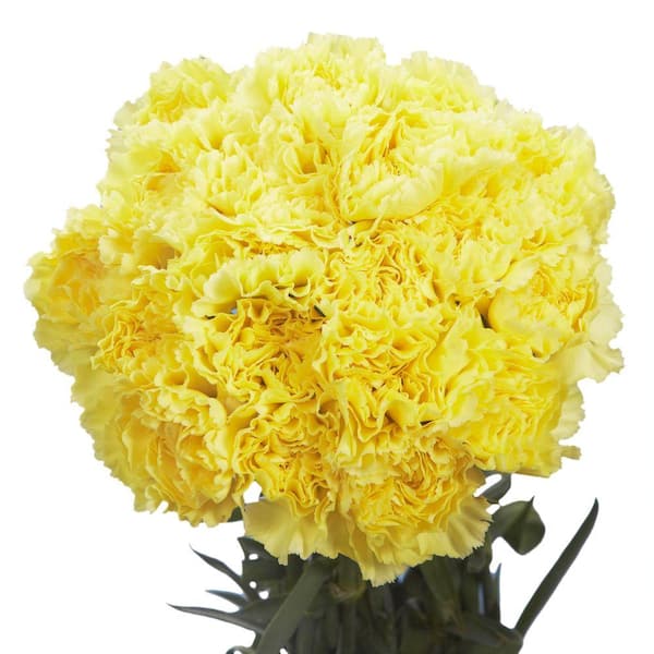 Globalrose Fresh Yellow Carnations (200 Stems)