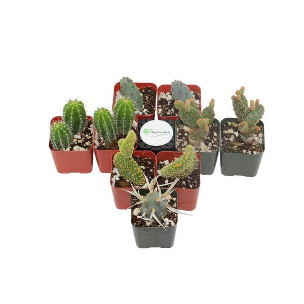 Shop Succulents 2 in. Cactus Collection (Collection of 9) C9 - The