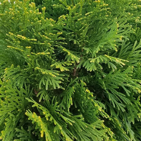 2.5 Qt. Emerald Green Arborvitae (Thuja) Live Evergreen Shrub, Green Foliage