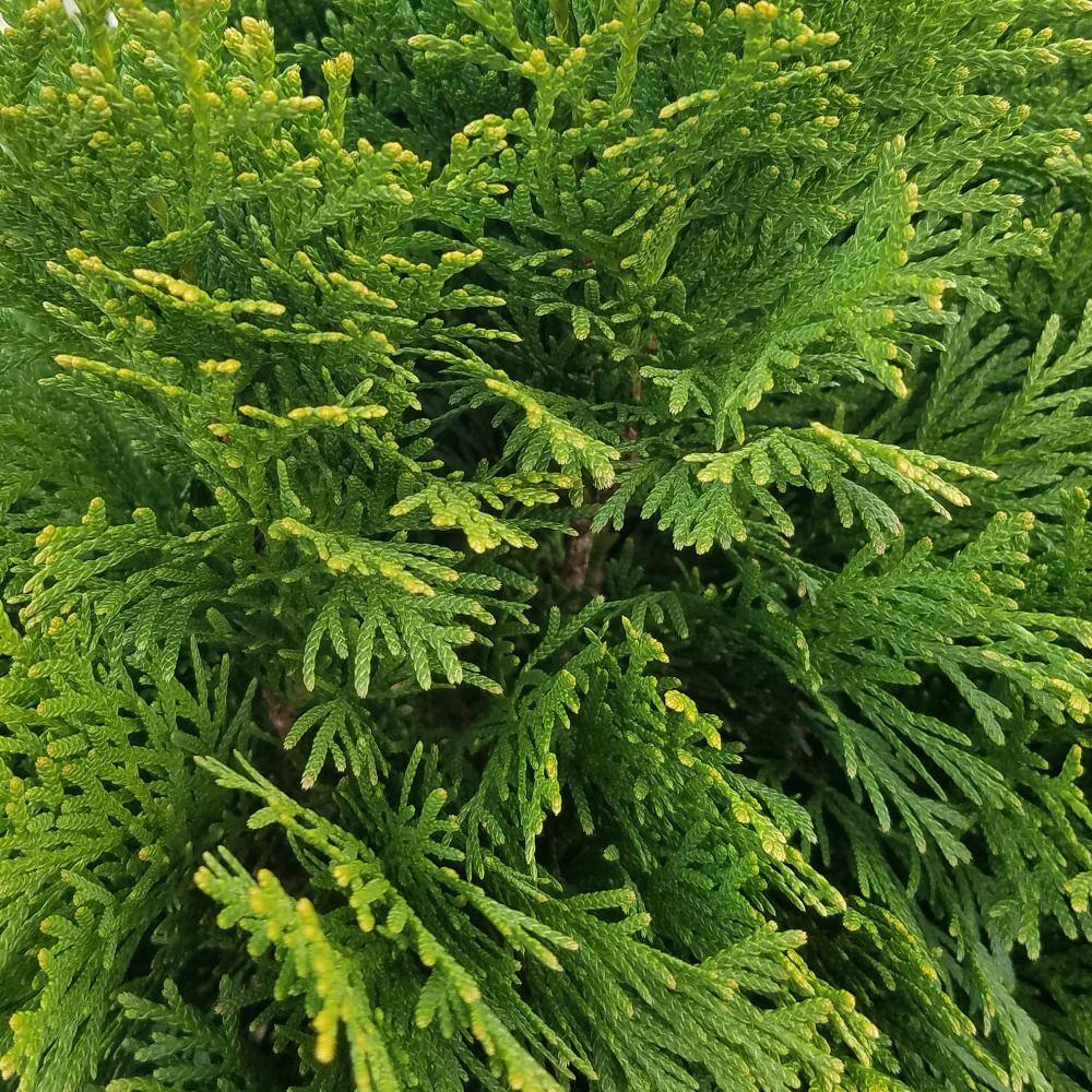 Emerald Green Arborvitae Living Christmas Tree with Red Burlap Wrap