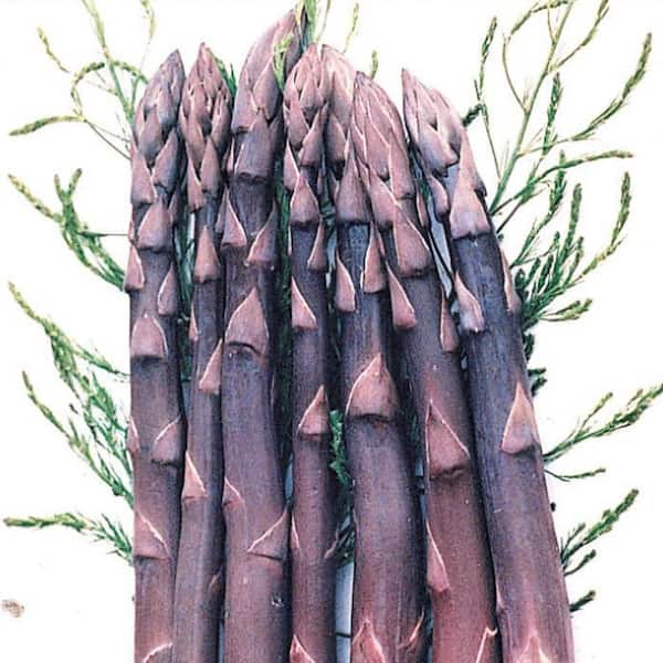 Gurney's Purple Passion Asparagus Jumbo Grade Dormant Bare Root Vegetable Starter Roots (10-Pack)