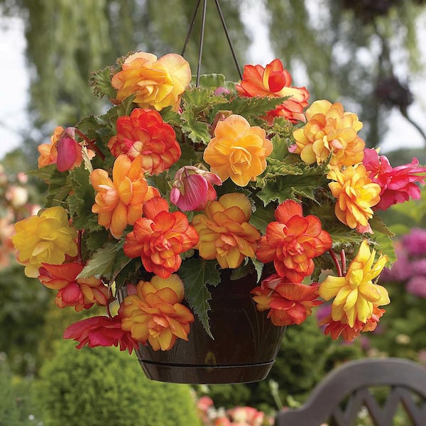 VAN ZYVERDEN Hanging Basket Begonias Golden Balcony Bulbs (Set of 5)