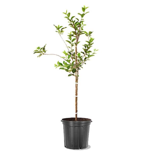 5 Gal. Yellow Delicious SL. Semi Dwf Apple Tree