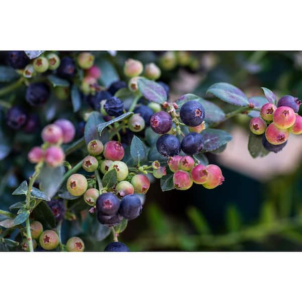 BUSHEL AND BERRY 5.5 In. Bushel and Berry Blueberry Buckle Blueberry Plant