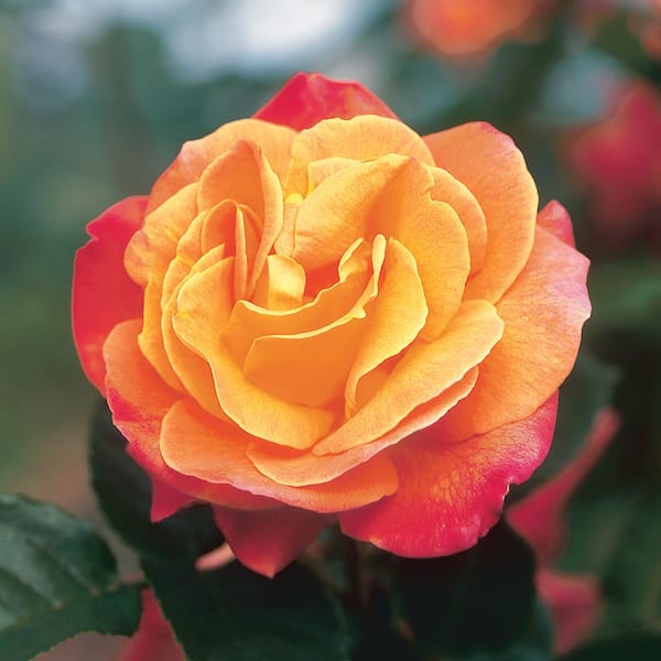 True Bloom 8 Qt. True Sincerity Rose Plant with Pink/Yellow Flowers