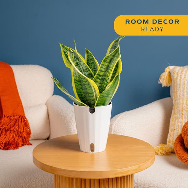 Costa Farms Grower's Choice Sansevieria Indoor Snake Plant in 6 in. Self- Watering Decor Pot, Avg. Shipping Height 1-2 ft. Tall CO.SL07.3.CYL - The  Home Depot