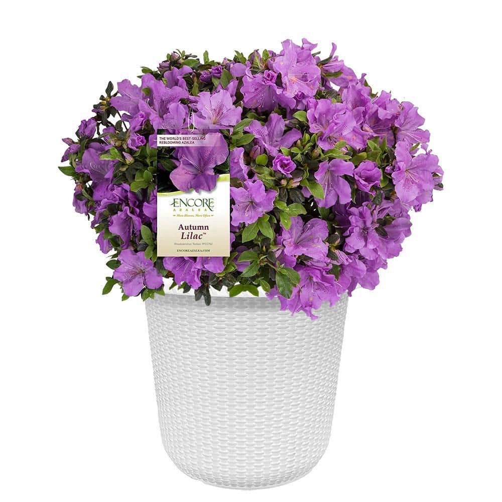 ENCORE AZALEA 2 Gal. Autumn Lilac Azalea Shrub with Brilliant