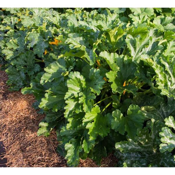 Gurney's Squash Summer Improved Zucchini Hybrid (20 Seed Packet