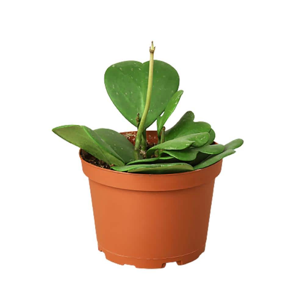 Pilea Peperomioides With Mid-Century Pot Small 8 in tall, potted