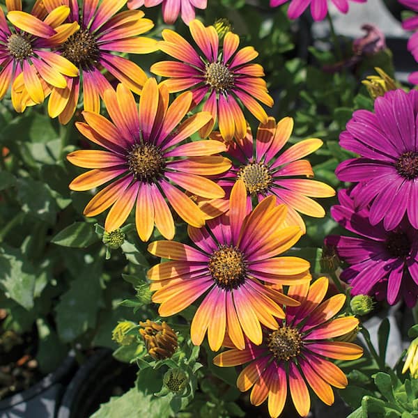 ALTMAN PLANTS 2.6 Qt. Zion Purple Sun Osteospermum Annual Plant with Orange and Purple Flowers