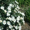 KNOCK OUT 2 Gal. White Knock Out Rose Bush with White Flowers 13215 - The  Home Depot