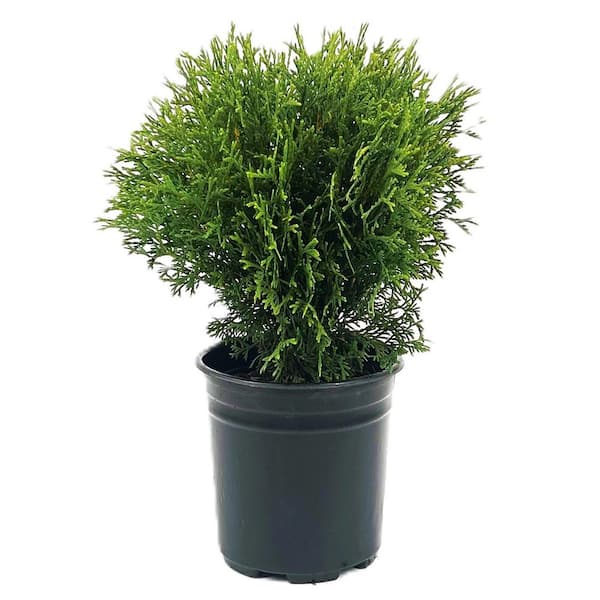 Unbranded 2.5 QT Hetz Midget Dwarf Globe Arborvitae (Thuja o. 'Hetz Midget') Evergreen Shrub 1-Each