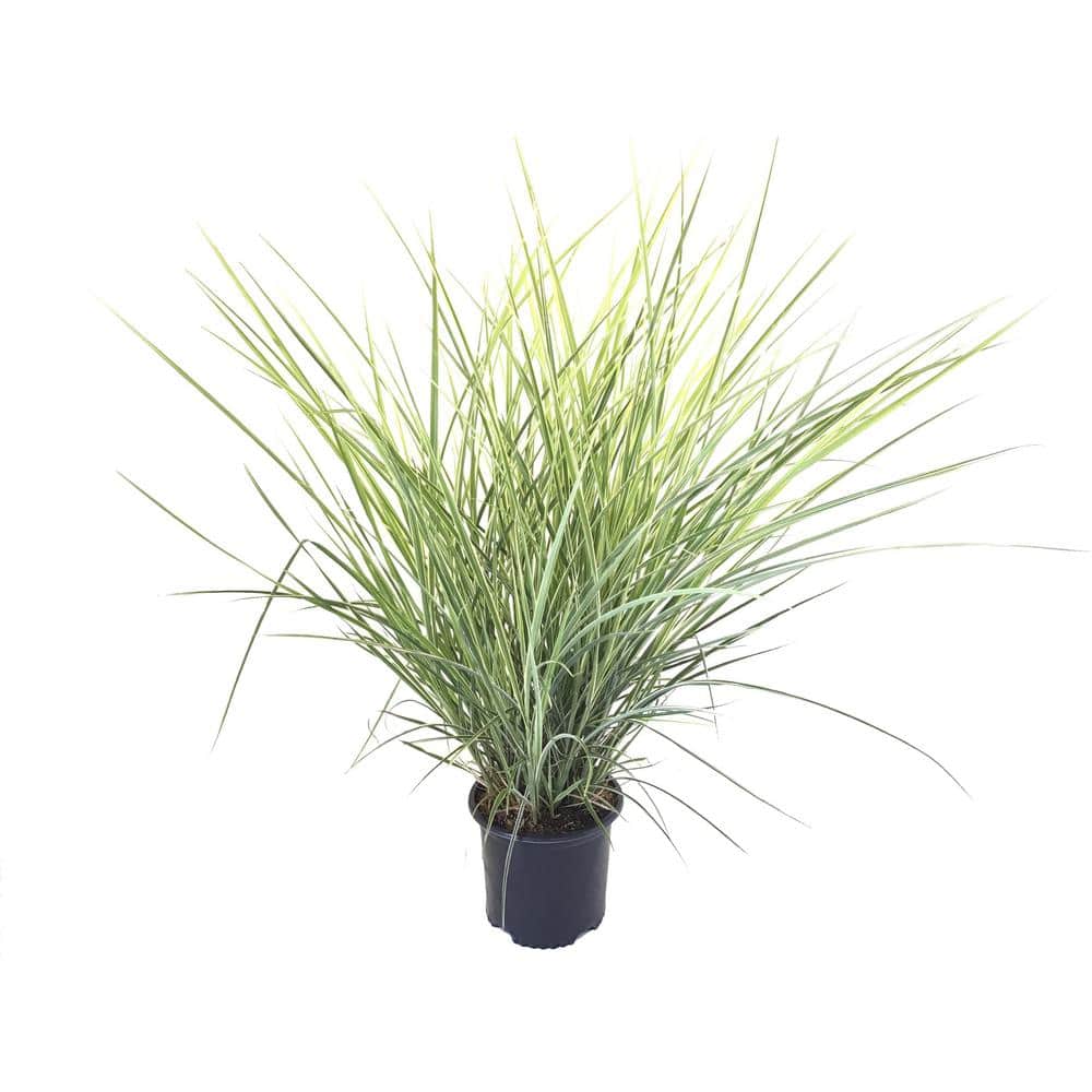 Maiden Grass (Miscanthus sinensis) Variegatus