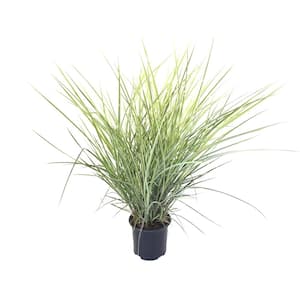 Maiden Grass (Miscanthus sinensis) Variegatus