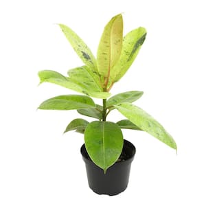 Ficus Elastica Shivereana (Moonshine) Rubber Tree Live Foliage Indoor Houseplant 6 in. Grower Pot
