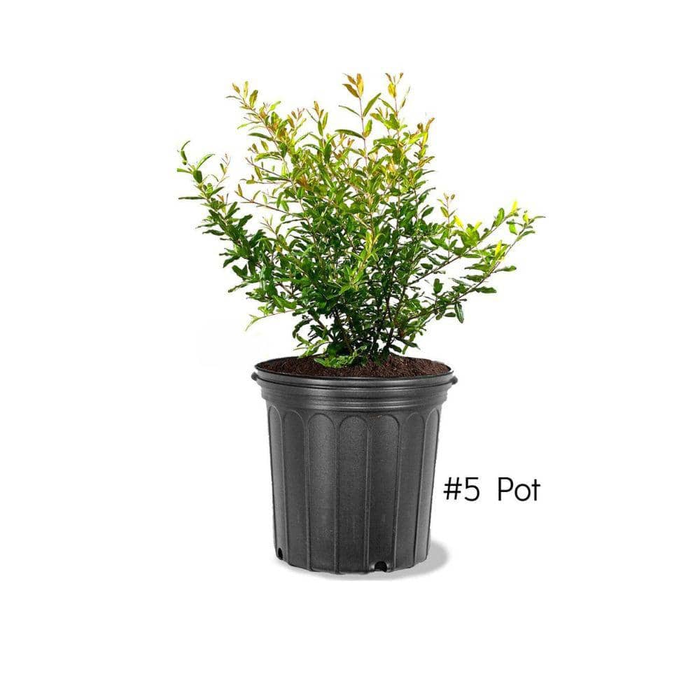 5 Gal. Salavastiski Pomegranate Tree price history on PriceWatchPro