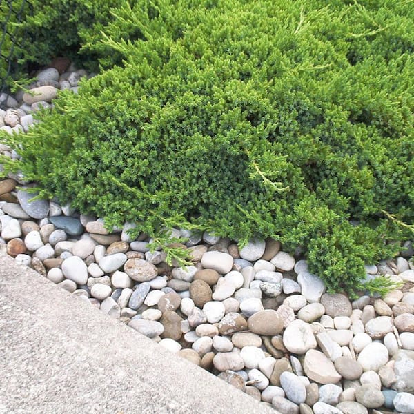 national PLANT NETWORK 2.25 Gal. Juniper Procumbens Nana Shrub