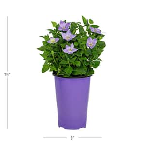 2.5 Qt. Twinkle Blue Balloon Flower Plant