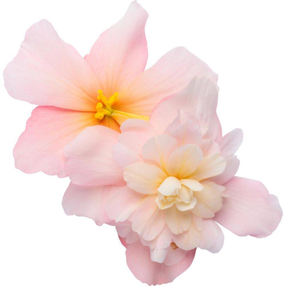 4.25 in. Eco+ Grande Double Delight Appleblossom Begonia (Begonia tuberhybrida) Annual Plant with Pink Flowers 4-Pack price history on PriceWatchPro