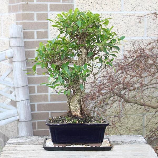 brussel's BONSAI Golden Gate Ficus Bonsai Tree Indoor Plant in Ceramic  Bonsai Pot Container, 10 Years Old, 16 to 20 in. CT-3004GGF
