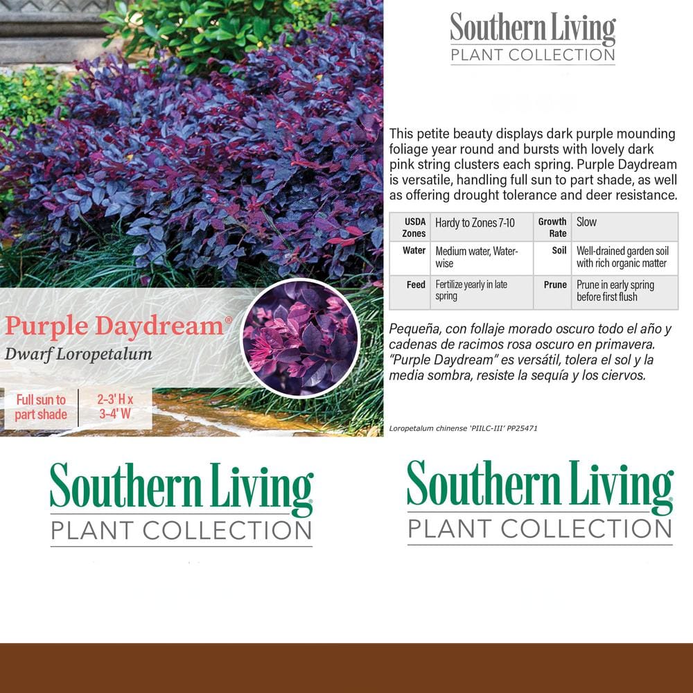 2 Gallon Purple Daydream Loropetalum Shrub with Pink Blooms