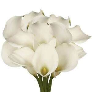 30 Stems of White Calla Lilies- Fresh Flower Delivery