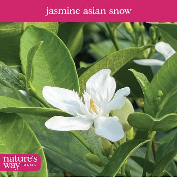 NATURE'S WAY FARMS 2 qt. Asian Snow Jasmine Flowering Shrub with