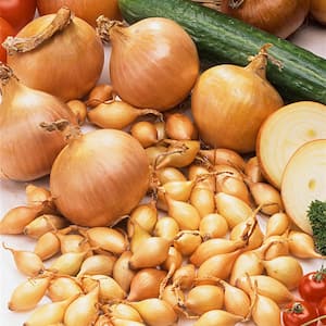 Yellow Onion Sets 80-Count Bag