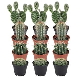 2 in. Mini Cactus in Black Grower Pot (12-Pack)