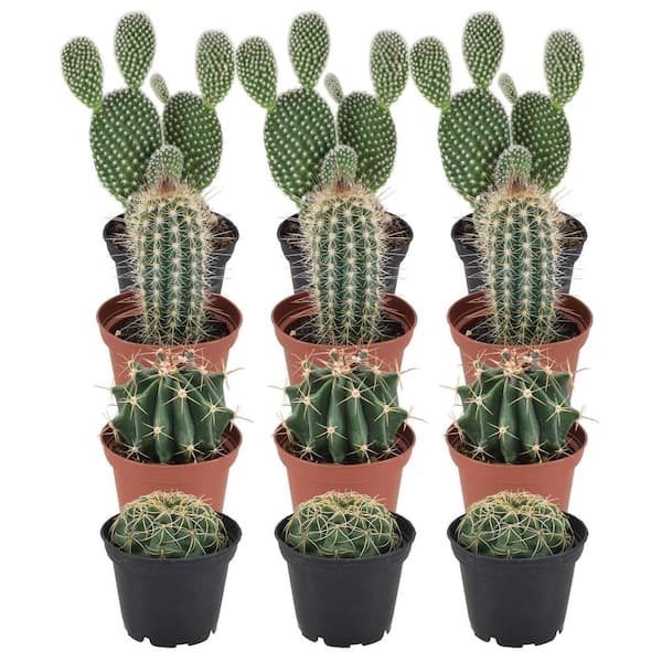 CACTACEAE Plant with pot, cactus, assorted species plants - IKEA