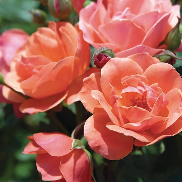 3 Gal. Coral Knock Out Rose Tree with Brick Orange to Pink Flowers
