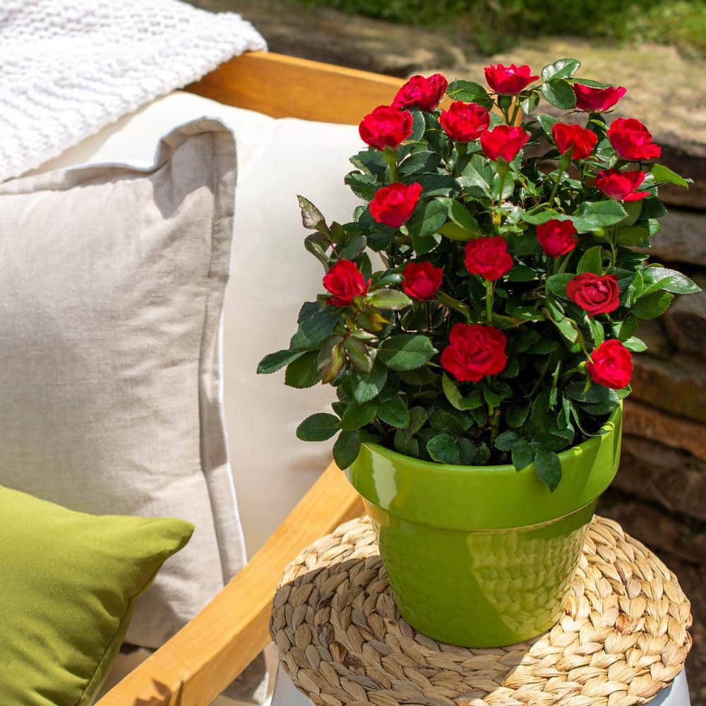 Compact Fire Engine Red Petite Knock Out Rose (2 Quart)