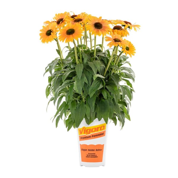 2 qt. Sunseeker Mineola Echinacea Coneflower Orange Perennial Plant