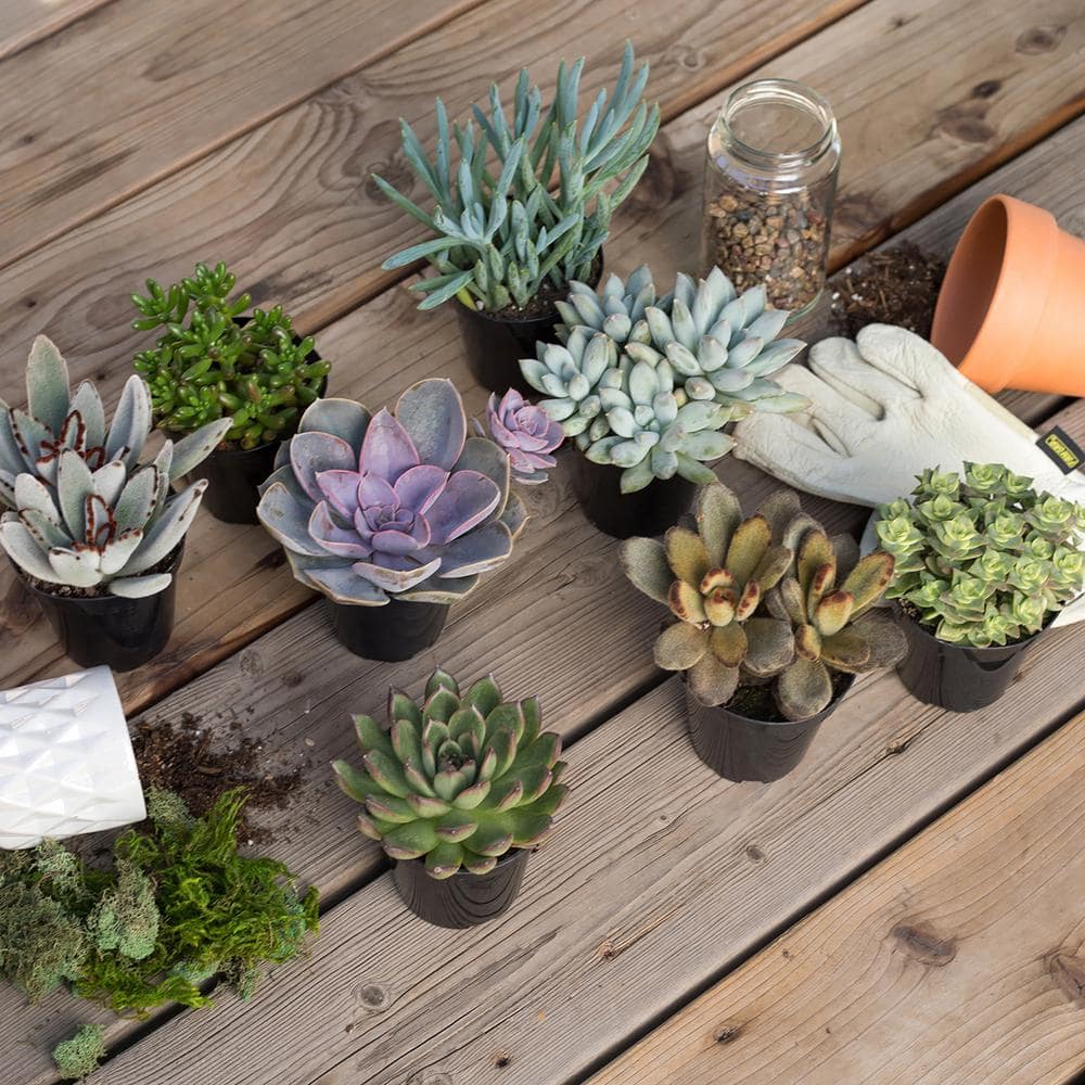 Multicolor Assorted Succulent Variety Pack in Plastic Pots
