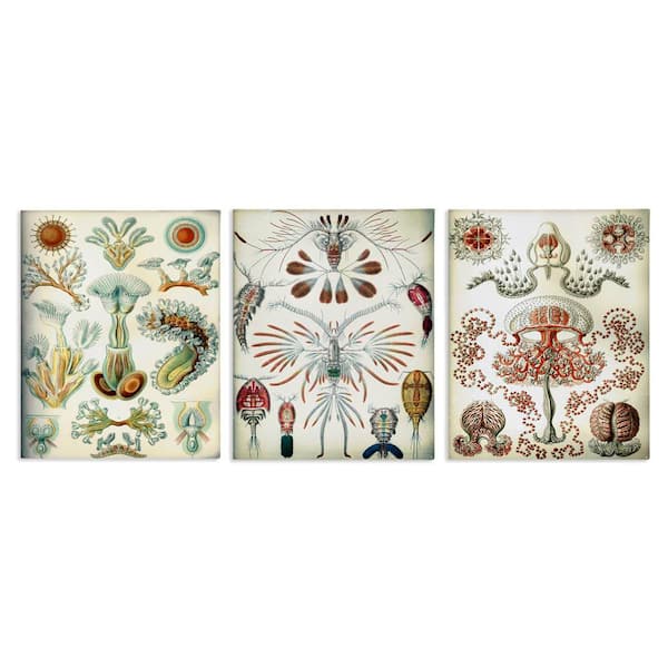Stupell Industries Vintage Microscopic Crustaceans by Graffi*tee Studios 3 Pieces Unframed Animal Graphic Art Print 14 in. x 11 in.