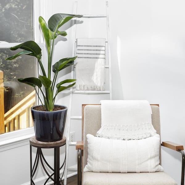 Ola de oro オラデオロ 7ft Bella Cera Solution Core Origin FH785705 Sendaro 7