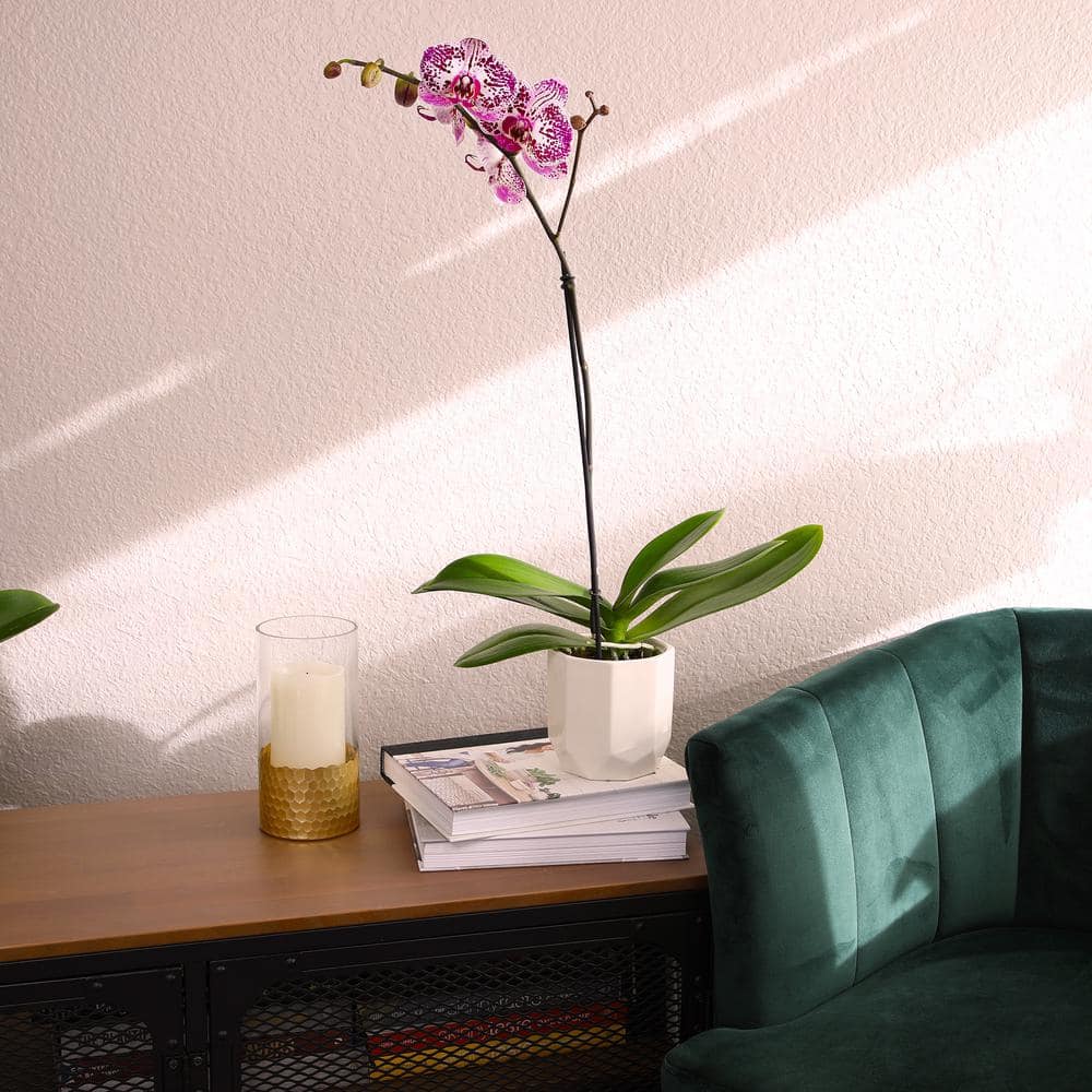 Multicolor Phalaenopsis Orchid in White Ceramic Pot