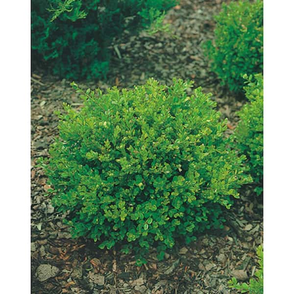 BELL NURSERY 3 Gal. Faulkner Boxwood (Buxus Microphylla) Live Evergreen Shrub