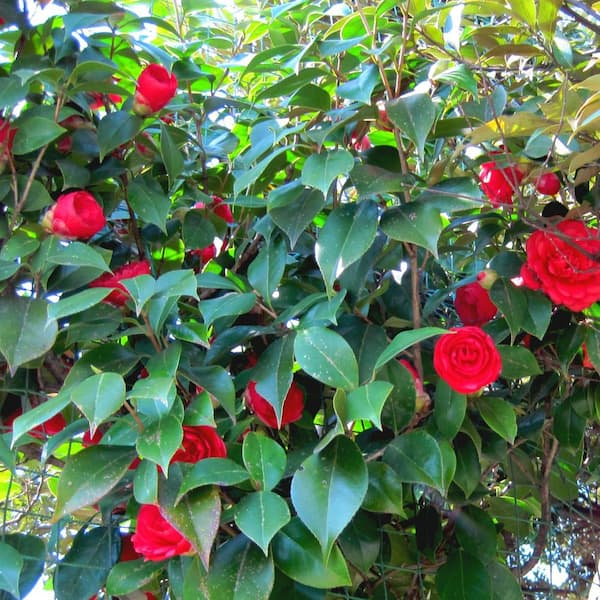 Kramer's Supreme Camellia - PlantingTree