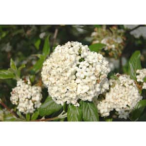 3 Gal. Pearlific Evergreen Viburnum Shrub, White Fragrant Flowers, Glossy Leaves, Red Berries Mature to Blue-Black