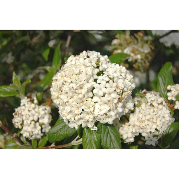 Vigoro 3 Gal. Pearlific Evergreen Viburnum Shrub, White Fragrant Flowers, Glossy Leaves, Red Berries Mature to Blue-Black