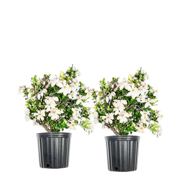 1 Kleims Hardy Gardenia Shrub (2Pack) THD00027 The Home Depot