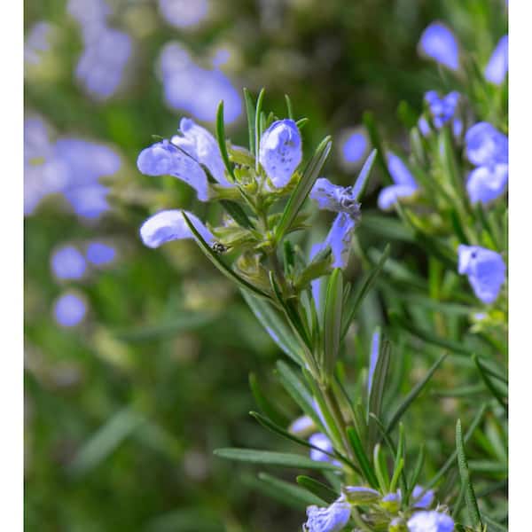 SOUTHERN LIVING 2.5 Qt. Chef's Choice Rosemary - Live Shrub