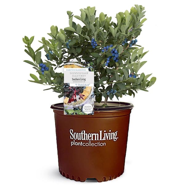 SOUTHERN LIVING 2 Gal. I Declare Blueberry Plant