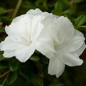 3 Gal. Autumn Moonlight Shrub with Crisp White Semi-double Reblooming Flowers