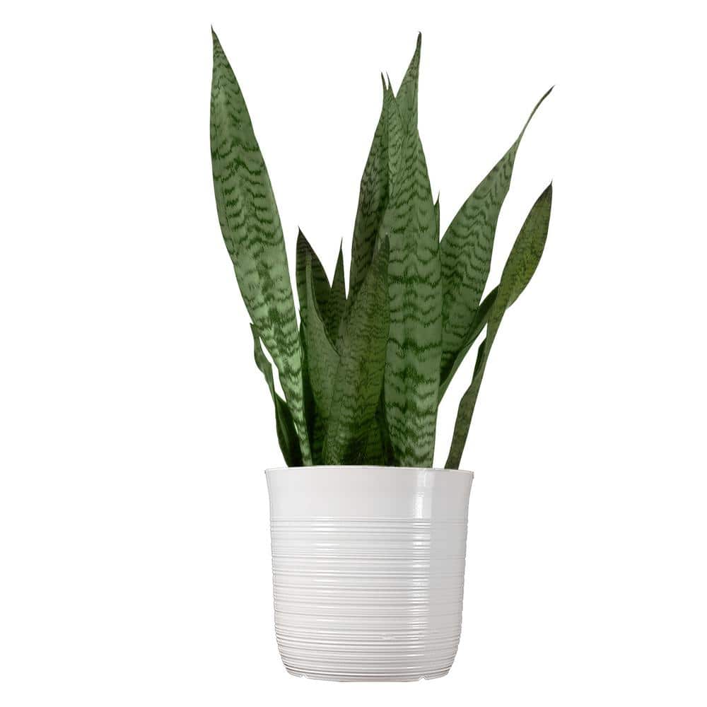 trailing pothos Pothos 'Global Green' | Easy-Care Air Purifying Foliage Plant