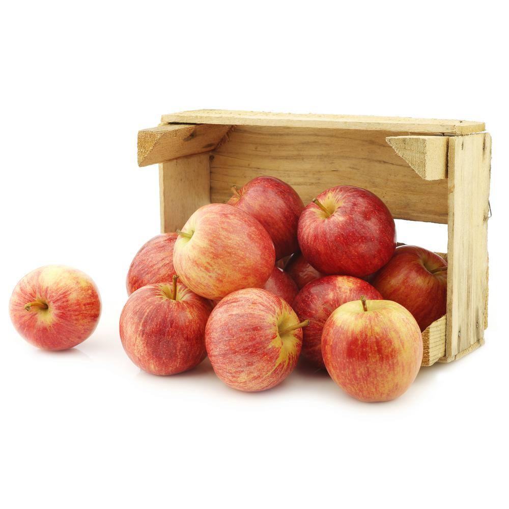 Fuji Apple Low Chill Fruit Tree APPFUG05G - The Home Depot