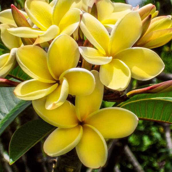 【363】plumeriaページ 363】plumeriaページ Gabrielle plumeria – Landz.us
