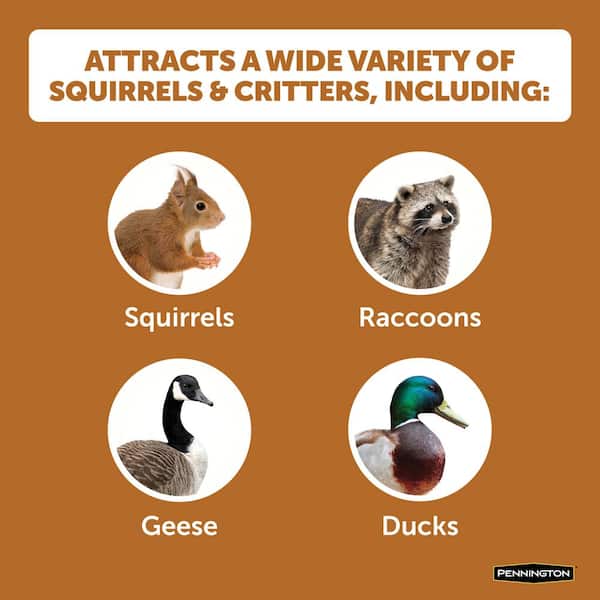 6.5 lb. Ear Corn Cobs Wildlife Treats for Squirrels, Geese and Ducks